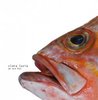 Luzia, Clara - We are fish CD