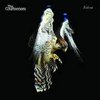 Courteeners, The - Falcon LP
